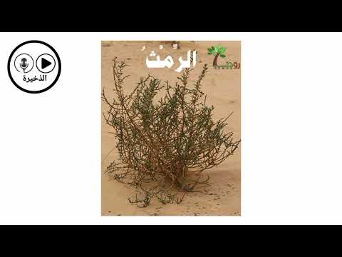 نبات الرمث معروف من العالم القديم إلى اليوم