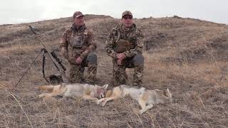 Double Down on January Coyotes! | Patience is key! by OutDoors 406 1,939 views 3 years ago 11 minutes, 9 seconds