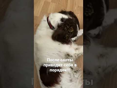 Спрингер спаниель после охоты 😃🇷🇺