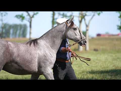 Lote 26 - Basco Hipólito