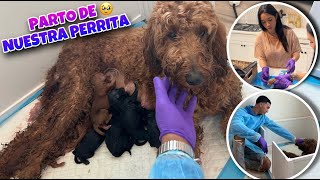 AYUDANDO A MI PERRA EN SU PARTO 🥹 DE 10 PUPPIES 🐶😍 image