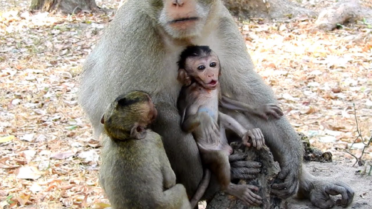 Oops! Delena Missing Mother Deedee! Why Baby With Skippy and Screaming Like this!