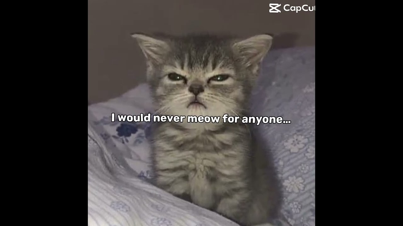 When I say I’ll never meow that’s a lie