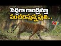 Tiger hulchul in Nagar Kurnool District