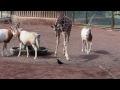 子キリンテンスケ　カラスと追いかけっこ