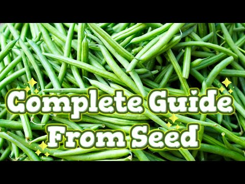 Video: What Are Blue Lake Beans: How To Grow Heirloom Blue Lake Beans