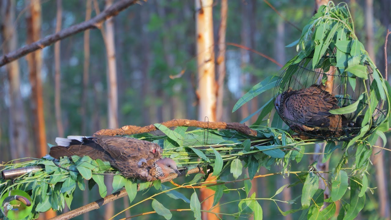 New king of trap - Dove trap - Catch the dove​ in jungle using ​​New king of trap