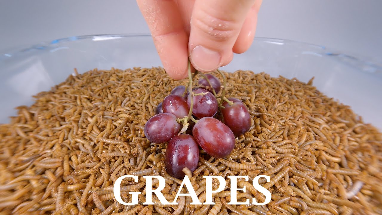 10 000 Mealworms vs GRAPES Timelapse YouTube