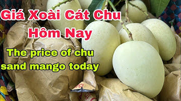 Giá Xoài Cát Chu Hôm Nay | VTK.CHANNEL