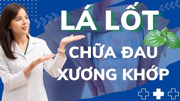 Chữa đau nhức xương khớp bằng lá lốt | Dr Thùy Dung