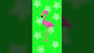 F is for Flamingo| Phonics Song for Kids | Learn Letters with Zubbi 🚍💛 #Shorts