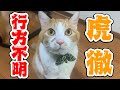 朝起きたら虎徹がいなくなってました