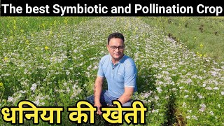 dhaniya ki kheti | Natural Farming by Natural Farming Made Easy 1,928 views 3 months ago 4 minutes, 11 seconds