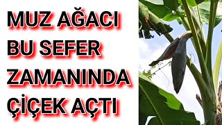 Muz Ağacı Tam Zamanında Çiçek Açtı