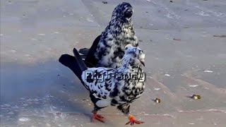best fancy pigeon breeds | fancy pigeon farm - breeding fancy pigeon