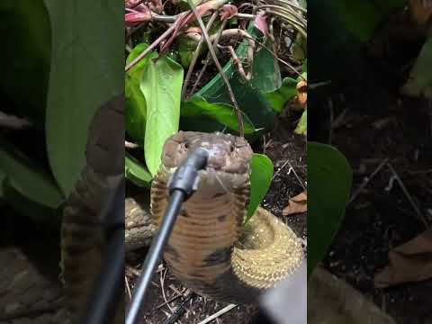 GIANT King Cobra Drinks Water! #shorts