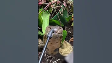 GIANT King Cobra Drinks Water! #shorts