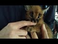 baby Caracal hiss and growl