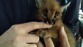 baby Caracal hiss and growl