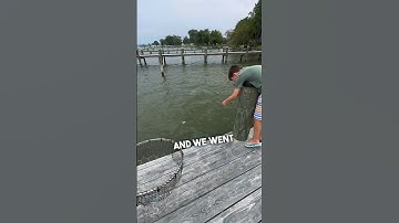 EASY way to catch crabs #chesapeakebay #crabbing #bluecrab