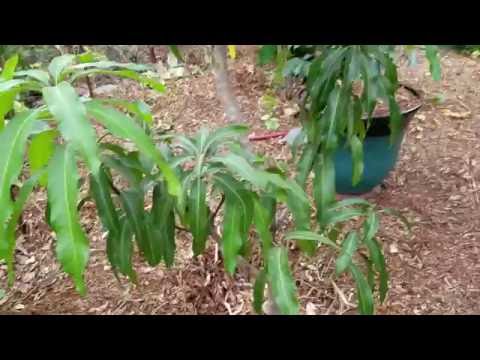 mango-trees-will-fruit-here-in-the-full-sun-and-full-shade!-check-em-out!