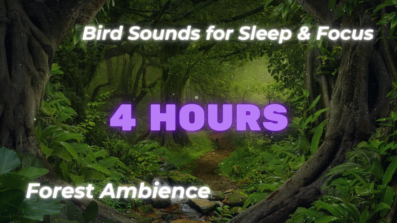 4 Hours of Relaxing Forest Ambience & Bird Sounds | Deep Sleep, Focus ...