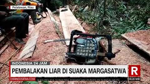 Pembalakan Liar Di Suaka Margasatwa | REDAKSI PAGI (08/09/21)
