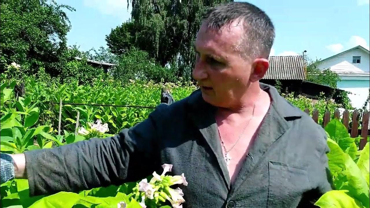 Табачное дело. Табачное дело