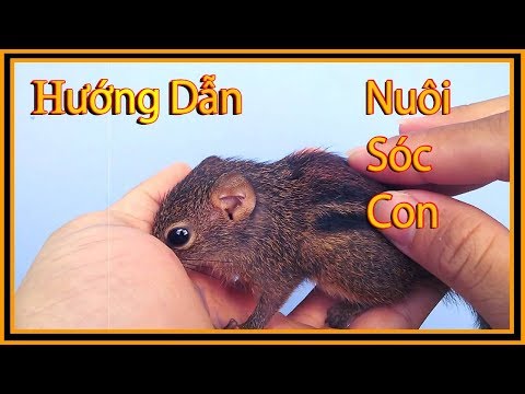 Video Hướng dẫn nuôi sóc con - youtube