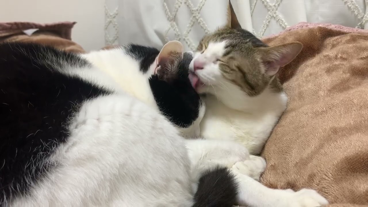 ねんねするネコvol.5（キチとフク）10分耐久