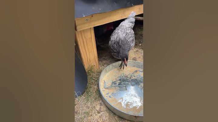 Tried hand feeding chickens today. #chicken #food