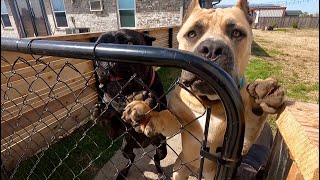 Fighting Between Families’ 3 Huge Cane Corsos | Pack Aggression by The Dog Messiah 2,647 views 2 months ago 49 minutes