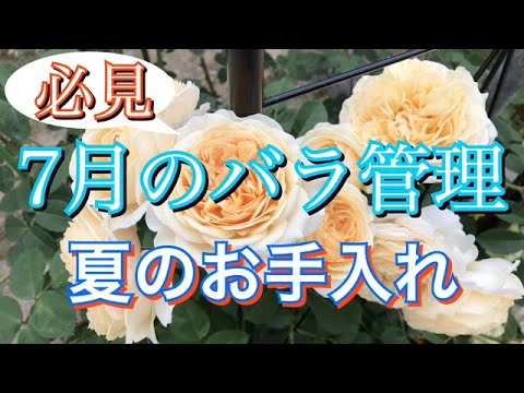 初心者必見 7月バラ管理 お手入れ ベーサルシュート Youtube 初心者必見 7月バラ管理 お手入れ ベーサルシュート Youtube