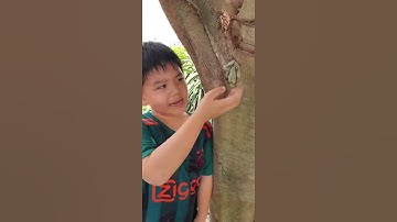 Cây Kì lạ NUỐT Bao Tay #Shorts