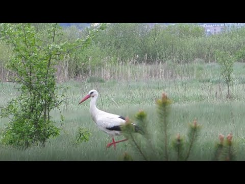 Лелека на прогулянці / Stork on a walk