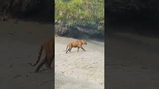 Royal Bengal Tiger at Sundarbans...Watch full video on my channel...
