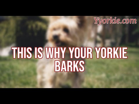 Video: Kuinka Estää Yorkie Puremasta