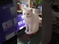 Funny Cats 😸 || Best Funny Animals #shorts of 2023 #77 😸