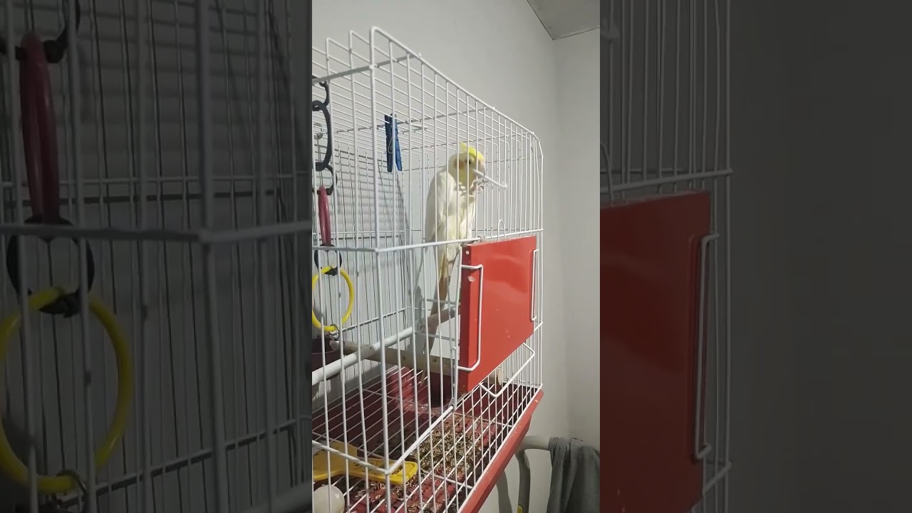 Minha calopsita abrindo a gaiola!  🤣🤣 