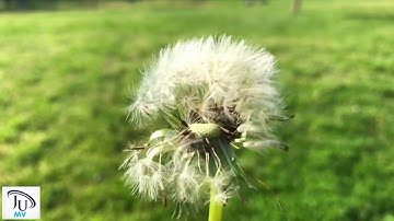 Ju MV | VIDEO KHÔNG BẢN QUYỀN HOA BỒ CÔNG ANH ( FULL HD) -  7