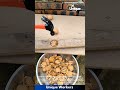 Efficient Walnut Cracking: Using a Hammer and Hole Method
