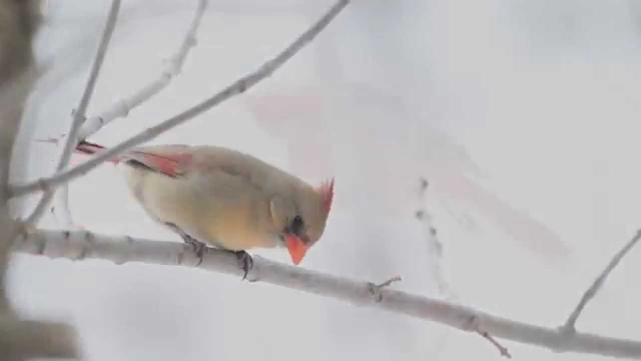 Northern Cardinal in a Snow Day