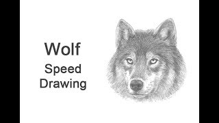 Wolf Head Study