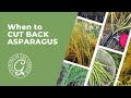 When to cut back asparagus