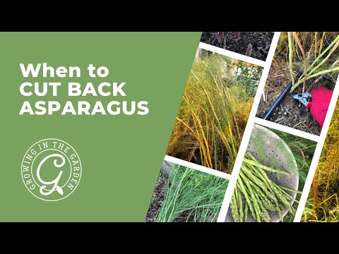 Video: Tips til at skære ned aspargesplanter