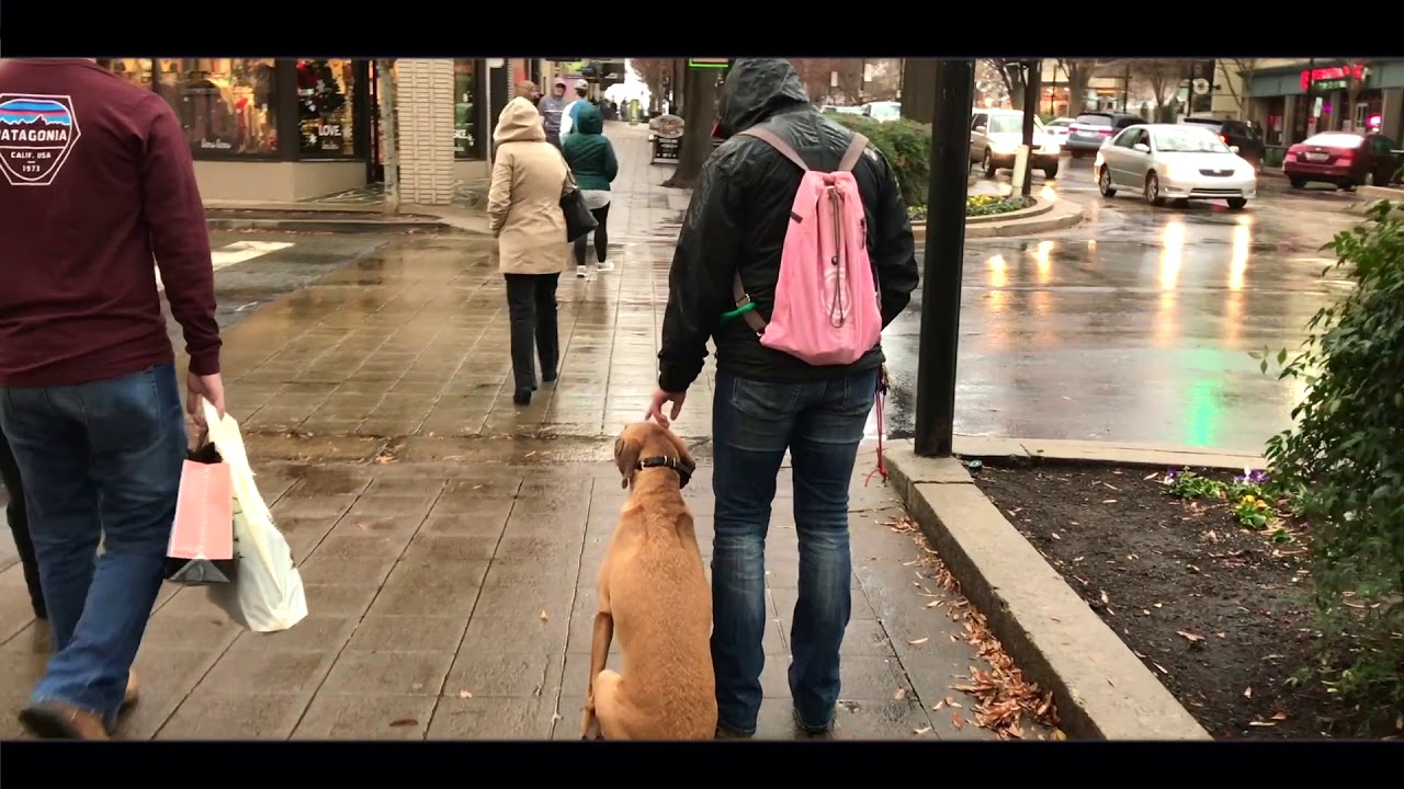 3 Yr Old Hound Mix, Buddy | Dog Aggression Training | Best Dog Trainers Greenville heel turn