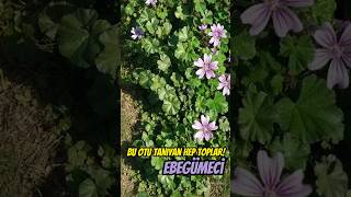 Bu Otu Tanıyan Hep Toplar Ebegümeci Bilimsel Ismi Malva Sylvestris