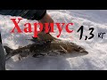 За КРУПНЫМ ХАРИУСОМ  | Первый ХАРИУС на 1,3 кг | Провалился в реке | Grayling