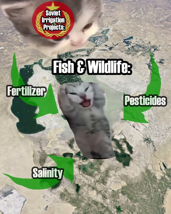 Aral Sea Disaster in Banana Cat Terms