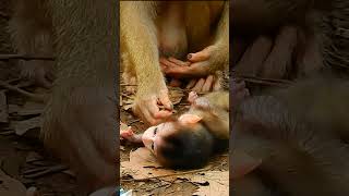 Adorable baby monkey cry loudly#342
